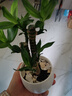 植男植女節節高富貴竹盆栽辦公室桌面綠植招財竹子源頭直發(fā) 曬單實(shí)拍圖