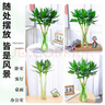 花翁水培綠植物招財轉運室內水養花卉盆栽文昌竹4支(50-60cm)源頭直發(fā) 曬單實(shí)拍圖
