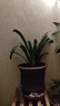 大盆君子蘭盆栽名貴國寶級花卉苗綠植物圓頭和尚室內客廳四季好養 【掌柜推薦】8-11片葉子+帶土 送肥料 曬單實(shí)拍圖