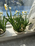 綠絲絳水仙花水培花卉進(jìn)口洋水仙種球耐寒好養活冬季年宵盆栽植物 水仙種球4個(gè) 曬單實(shí)拍圖