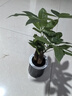發(fā)財樹(shù)盆栽大植物室內辦公室桌面客廳小盆景招財樹(shù)苗綠植花卉盆栽 三桿發(fā)財樹(shù) 5-8cm【繁星吸水盆】 【送肥料】 曬單實(shí)拍圖
