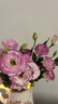 無(wú)刺玫瑰洋桔梗鮮切花插花捧花家庭水養云南昆明直發(fā)20-30個(gè)花苞 粉邊 曬單實(shí)拍圖