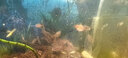 寵以沫孔雀魚(yú)純種寵物魚(yú)公母淡水熱帶繁殖下崽觀(guān)賞魚(yú)小型鳳尾魚(yú)胎生雜袍 【孔雀混發(fā)】包活15條備損5條 (2-4cm)漁場(chǎng)直銷(xiāo):包活到家 曬單實(shí)拍圖