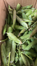 新鮮豌豆四川帶殼青豆角水果甜豆莢農家蔬菜 新鮮青豌豆莢凈重3斤 曬單實(shí)拍圖
