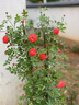 月季花苗爬藤大花盆栽小苗庭院藤本多季開(kāi)花植物歐月薔薇玫瑰 紅色龍沙寶石 30-45厘米 曬單實(shí)拍圖