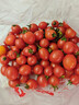 黃色迷戀小番茄夏日陽(yáng)光圣女果爽口自然酸甜小西紅柿水果蔬菜 廣西陽(yáng)光小番茄 2斤 帶箱 曬單實(shí)拍圖