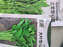 北蔬空心菜種子種苗三叉大葉四季陽(yáng)臺種蔬菜種籽 三叉空心菜種子20g 曬單實(shí)拍圖