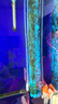 寵翰魚(yú)鹽魚(yú)缸清潔鹽觀(guān)賞魚(yú)水族鹽海鹽凈化水質(zhì)養魚(yú)用品2斤 曬單實(shí)拍圖