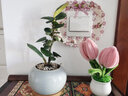 小盼菩提盆栽帶果植物室內綠植書(shū)房客廳小盆景辦公室桌面四季好養 小盼菩提-白圓肚盆-竹底托 帶盆種好 曬單實(shí)拍圖