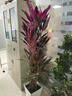 愛(ài)優(yōu)尚紅葉朱蕉造型盆栽室內客廳網(wǎng)紅北歐大型植物好養綠植源頭直發(fā) 曬單實(shí)拍圖