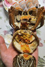 全母大閘蟹禮盒大閘蟹花雕熟醉蟹 熟食螃蟹 送禮 送長(cháng)輩領(lǐng)導 全母蟹6只裝(每只2.6-3.0兩) 曬單實(shí)拍圖