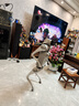 宇樹(shù)（Unitree）【春晚合作品牌】Go2 Pro長(cháng)續航+遙控器版本 機器機器狗 AI大模型 四足機器人 語(yǔ)音交互 具身智能  曬單實(shí)拍圖