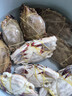 梭子蟹鮮活舟山特大母蟹野生大螃蟹冷凍生鮮海鮮新鮮海蟹飛蟹白蟹 3-4兩/只【3斤 嘗鮮精品船供】 曬單實(shí)拍圖