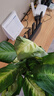 瑪麗安萬(wàn)年青盆栽特級大盆銀皇后綠植花卉室內客廳四季常青好養活 【特A級】大盆萬(wàn)年青[大光汐自動(dòng)吸水盆] 曬單實(shí)拍圖