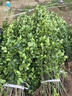 月季村大葉北海道黃楊苗冬青樹(shù)苗 北海道黃楊苗1.2-1.3米8棵 源頭直發(fā) 曬單實(shí)拍圖