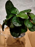 金錢(qián)兜盆栽辦公室內桌面陽(yáng)臺四季長(cháng)青盆景 錢(qián)多多原土盆 曬單實(shí)拍圖