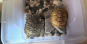 富龜龜寶巴西龜小烏龜活物寵物龜家養活體長(cháng)壽金錢(qián)金龜情侶黃金招財巴西龜 11-13厘米 單身烏龜1只 曬單實(shí)拍圖