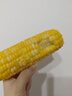 水果冰糖玉米約500g（金銀玉米） 曬單實(shí)拍圖