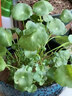 耘淘銅錢(qián)草水培植物水養草籽花卉室內盆栽金錢(qián)草四季好養活花種子籽孑 銅錢(qián)草種子5包約500粒 原裝 曬單實(shí)拍圖