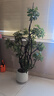 嘆為觀(guān)止大型植物發(fā)財樹(shù)各種大顆盆栽開(kāi)業(yè)喬遷客廳辦公室內好養大型花卉 造型鴨腳木【1.4-1.6米】 含盆 曬單實(shí)拍圖