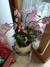 年宵花蝴蝶蘭室內花卉盆栽綠植客廳四季開(kāi)花春節年貨裝飾過(guò)年擺件 粉色系8劍蝴蝶蘭【品種隨機】北歐盆 曬單實(shí)拍圖