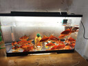 寵小島桌面生態(tài)魚(yú)缸小型客廳過(guò)濾制氧一體機新款家用烏龜金魚(yú)缸 大號黑色【豪華造景款】 曬單實(shí)拍圖