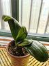 君子蘭圓頭和尚小苗短葉寬葉元寶君子蘭室內客廳植物花卉盆栽 圓頭和尚7-8片葉子 含盆 曬單實(shí)拍圖