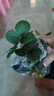 蘇瀝草莓苗四季結果盆栽特大號室內外陽(yáng)臺種植丹東99奶油草莓苗秧批發(fā) 【限時(shí)特價(jià)】奶油草莓-1盆（0.5加侖）包對版 曬單實(shí)拍圖