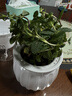 薄荷盆栽好養留蘭香驅蚊植物綠植留蘭香花卉綠植香草植物 薄荷+透明吸水盆 曬單實(shí)拍圖
