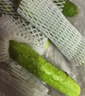 京鮮生 山東海陽(yáng)白玉黃瓜2斤裝 小黃瓜旱黃瓜 新鮮應當季蔬菜 源頭直發(fā) 曬單實(shí)拍圖