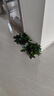雙盟綠蘿盆栽除甲醛花卉綠植辦公室新房?jì)艋諝?80加侖4盆裝源頭直發(fā) 曬單實(shí)拍圖