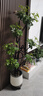 植男植女鴨腳木綠植客廳大型盆栽落地室內高級感真好養發(fā)財造型掌源頭直發(fā) 曬單實(shí)拍圖
