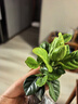花翁金鉆盆栽室內植物耐陰花卉綠植源頭直發(fā) 3棵高20cm+早安盆 2盆 曬單實(shí)拍圖
