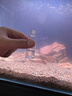 水之國NOB亞硝酸鹽去除菌專(zhuān)項去除亞硝酸鹽高速率魚(yú)缸水族專(zhuān)用硝化細菌 氨氮亞鹽去除必備【掌柜推薦】 曬單實(shí)拍圖