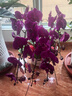 鮮花情大花蝴蝶蘭盆栽帶花盆【專(zhuān)人送花】喬遷禮物送爸媽長(cháng)輩同事 6株紫色蝴蝶蘭-底盆隨機可選A 今日達-同城配送到家-可預定 曬單實(shí)拍圖