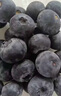 云南藍莓新鮮藍莓時(shí)令當季特大果花香新鮮水果輔食水果當應季整箱 罕見(jiàn)特大果【單果22mm+】 6盒精選裝【100g/盒】 曬單實(shí)拍圖