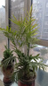 散尾葵綠植鳳尾竹盆栽袖珍椰子室內大型綠植四季常青富貴椰子植物 【80-100厘米11-12顆造型好][育苗盆 曬單實(shí)拍圖