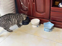 元氣萌物日系和風(fēng)陶瓷碗貓碗寵物碗食盆狗碗貓咪喝水碗保護頸椎貓飲水碗 月影碗（藍色圓形） 曬單實(shí)拍圖