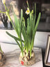 漳州水仙花盆栽帶花苞種球水養水培植物年宵花辦公室桌面綠植花卉 水仙種球+小滿(mǎn)高腳玻璃缸/滿(mǎn)盆發(fā)貨 曬單實(shí)拍圖