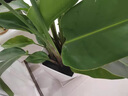 天堂鳥(niǎo)盆栽室內客廳高級感大型綠植辦公室大葉植物高端鶴望蘭新房 精品天堂鳥(niǎo)1.1-1.2米+原盆 曬單實(shí)拍圖