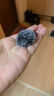 大疆 DJI Mic Mini 迷你無(wú)線(xiàn)高品音質(zhì)降噪領(lǐng)夾麥克風(fēng)【安卓+蘋(píng)果15/16/17系列】手機版 一拖二 曬單實(shí)拍圖