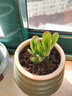 多肉植物精選圖片品種發(fā)貨照圖辦公室室內陽(yáng)臺桌面圖片品種指定品 吸財樹(shù)+紅寶石+藍蘋(píng)果+桃蛋+盆土 曬單實(shí)拍圖