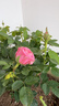 【年宵花】大盆玫瑰花盆栽月季陽(yáng)臺好養花卉耐寒四季循環(huán)開(kāi)花好養 【粉色夢(mèng)幻】仙度瑞拉玫瑰1盆+肥料/1加侖 含盆高度30-40厘米 帶花帶花苞發(fā)貨 曬單實(shí)拍圖
