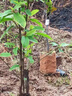 君揚泰8泰12號紅肉菠蘿蜜 馬1黃肉干苞菠蘿蜜嫁接苗 濕包菠蘿蜜印尼紅 印尼紅菠蘿蜜苗【干苞】 兩年苗30-40cm高（帶土帶葉 曬單實(shí)拍圖