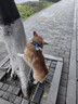 拉夫威爾ruffwear福朗特狗狗項圈遛狗繩成犬小型犬通用柯基狗狗鏈子 墨池藍 M 曬單實(shí)拍圖