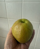 梨貢士隰縣梨園 山西隰縣玉露香梨 臨汾館玉露香梨脆甜多汁梨子特產(chǎn) 15顆中大果（9斤裝） 曬單實(shí)拍圖