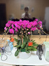 鮮花情大花蝴蝶蘭盆栽帶花盆【專(zhuān)人送花】喬遷禮物送爸媽長(cháng)輩同事 8株紫色蝴蝶蘭裝飾隨機-底盆隨機可選 今日達-同城配送到家-可預定 曬單實(shí)拍圖