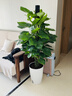 愛(ài)優(yōu)尚大葉綠蘿柱盆栽客廳大型綠植辦公室內除甲醛凈化空氣綠籮源頭直發(fā) 曬單實(shí)拍圖