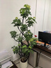 愛(ài)優(yōu)尚特級造型鴨腳木客廳大盆栽八方來(lái)財室內落地大型綠植高端源頭直發(fā) 曬單實(shí)拍圖