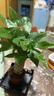 【帶盆高度約15-25cm】發(fā)財樹(shù)盆栽室內植物客廳辦公室吸甲醛好養 單桿發(fā)財樹(shù)+塑料四方舍得盆+小方底座 花盆直徑約8cm 曬單實(shí)拍圖